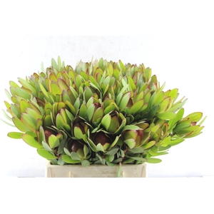 Leucad Saf Goldstrik Berry Xl