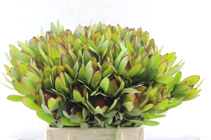 <h4>Leucad Saf Goldstrik Berry Xl</h4>