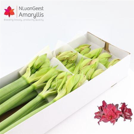 <h4>Hipp Dg Sweet Nymph X12</h4>