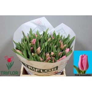 TU EN PIN INNOVATION