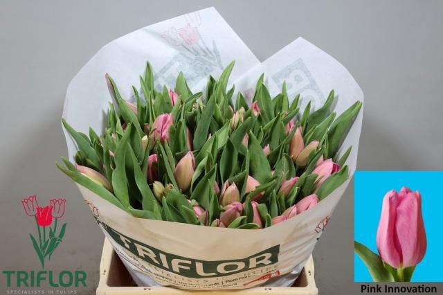 <h4>TU EN PIN INNOVATION</h4>