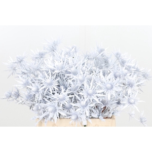 Eryn Orion Kl Bh Wit