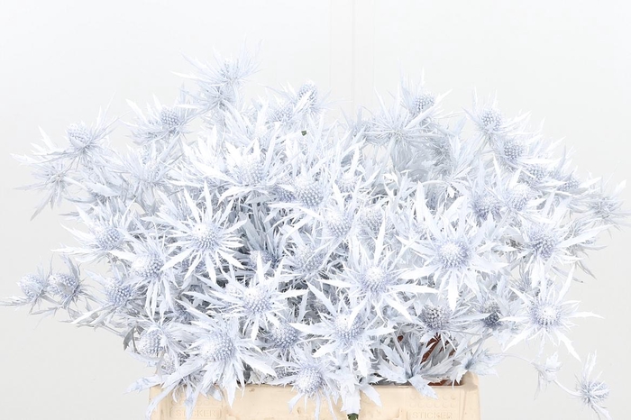 <h4>Eryn Orion Kl Bh Wit</h4>