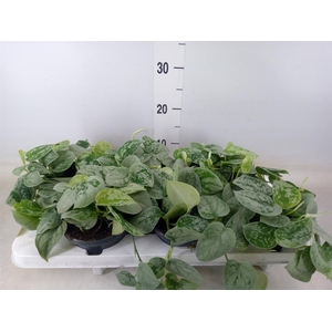 Scindapsus pictus 'Silvery Ann'