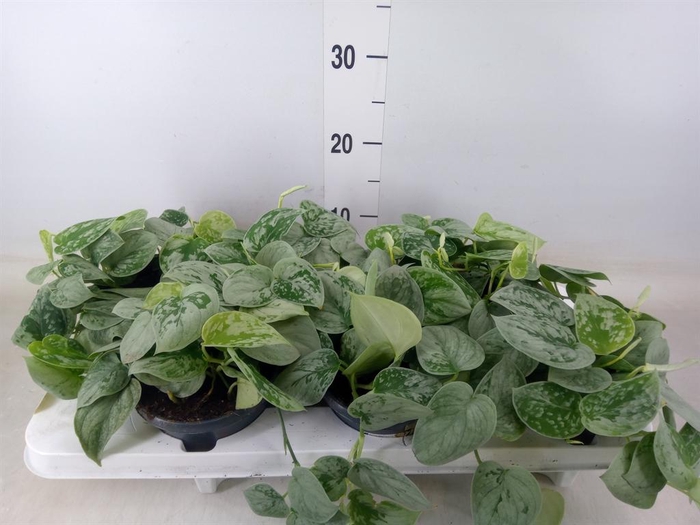 <h4>Scindapsus pictus 'Silvery Ann'</h4>