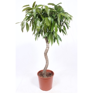 Ficus binnendijkii 'Amstel King'