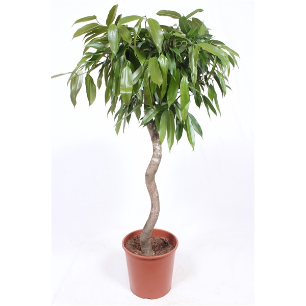 <h4>Ficus binnendijkii 'Amstel King'</h4>