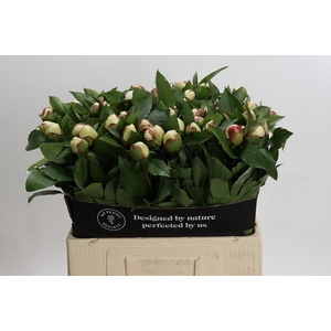 Paeonia Festiva Maxima