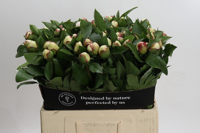 <h4>Paeonia Festiva Maxima</h4>