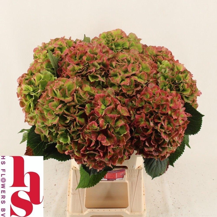 <h4>HYDR M CH VERENA CL</h4>
