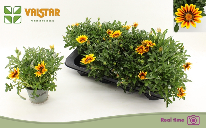 <h4>GAZ R MAGIC</h4>