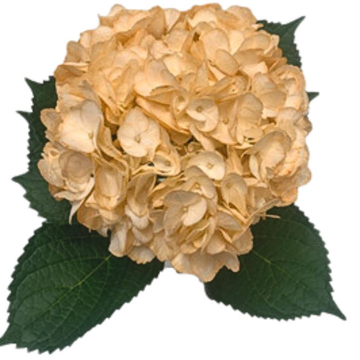 <h4>HYDR PREMIUM PEACH</h4>