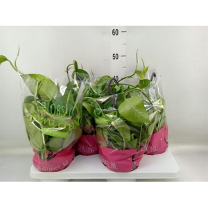 Epipremnum pinn.   HG