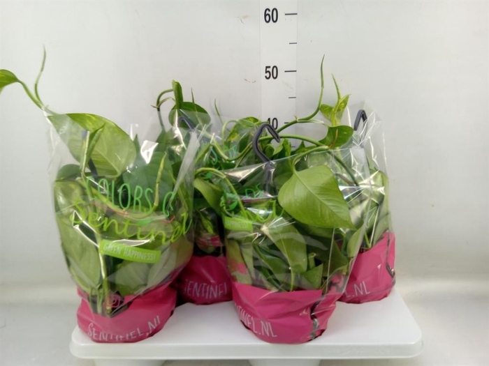 <h4>Epipremnum pinn.   HG</h4>