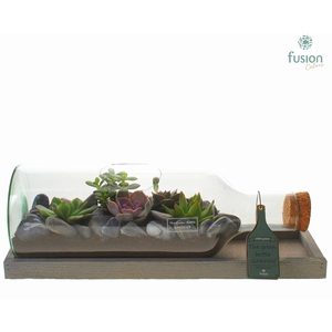 Green Bottle Fles Medium liggend met Succulenten