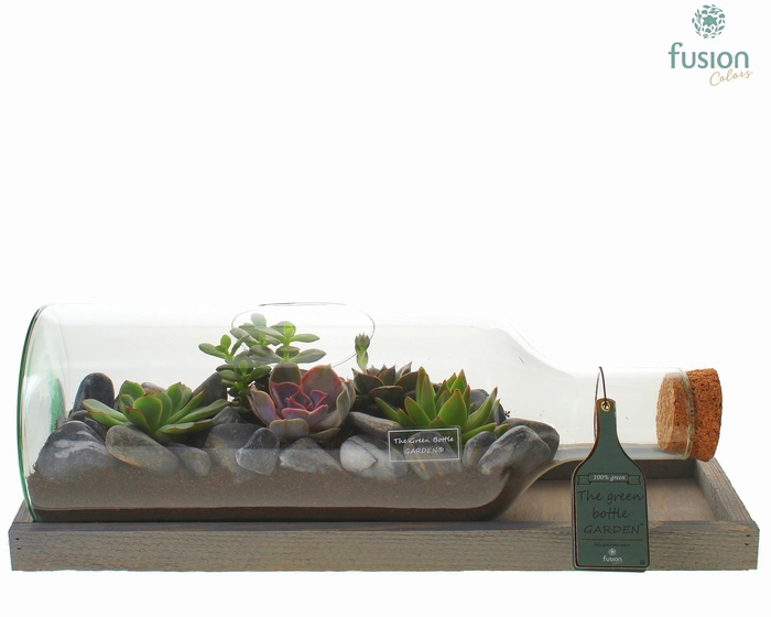 <h4>Green Bottle Fles Medium liggend met Succulenten</h4>