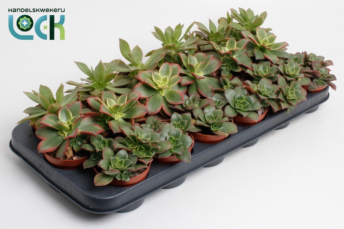 <h4>Aeonium Gemengd</h4>