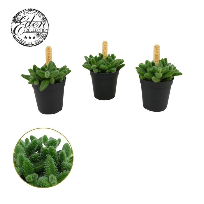 <h4>Delosperma Echinatum 5,5cm</h4>