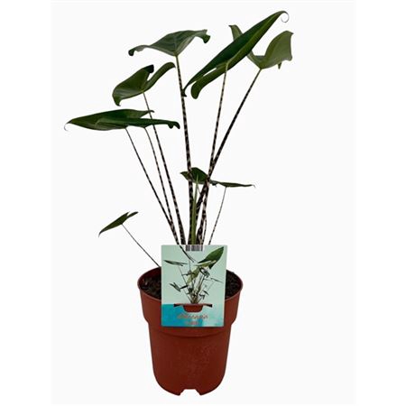 <h4>Alocasia Zebrina</h4>