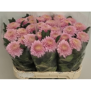 CHRYSANTHEMUM PL 'MARIELLE'