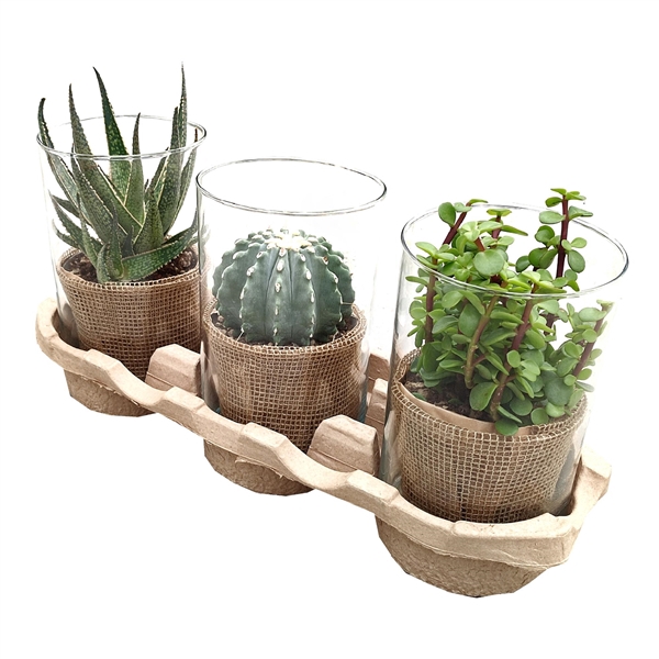 <h4>MIX CACTUS AND SUCCULENTS IN GLASS CYLINDERØ15 H25-ECO-FRIENDLY TRAY 3 PCS</h4>