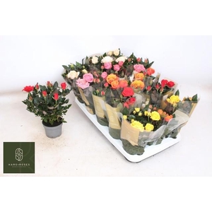 RO KORDAN GRANDE GEM