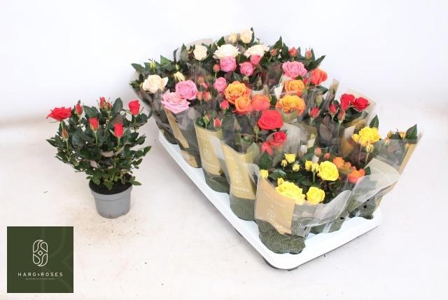 <h4>RO KORDAN GRANDE GEM</h4>