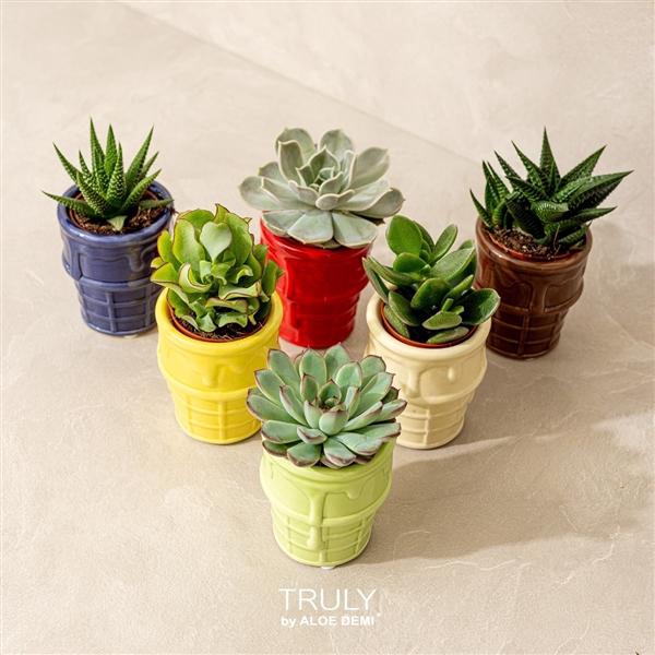 <h4>TRULY Succulent, ice cream</h4>