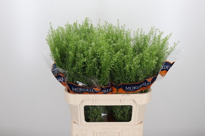 <h4>Lepidium Green Bell</h4>