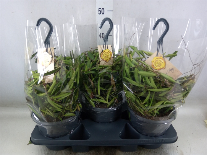 <h4>Hoya wayetii</h4>
