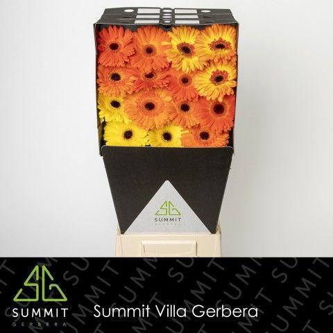 <h4>GE GR MIXED ORANGE</h4>