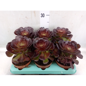 Aeonium   ...