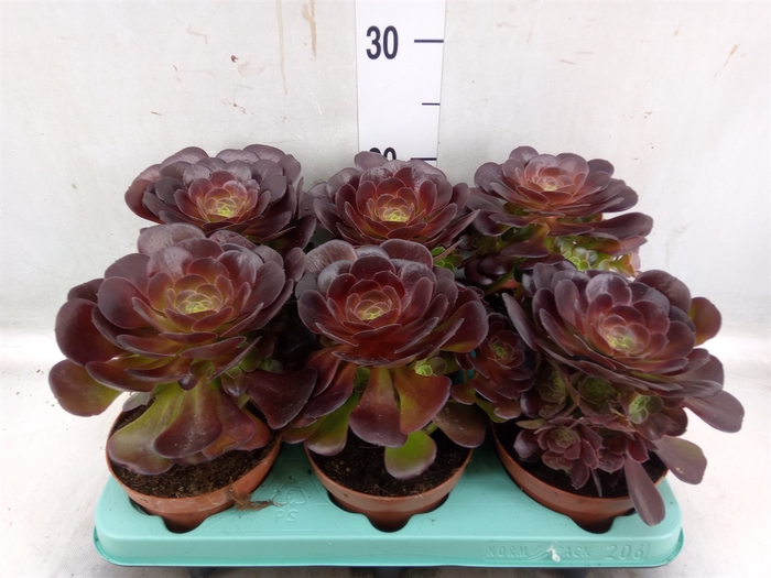 <h4>Aeonium   ...</h4>