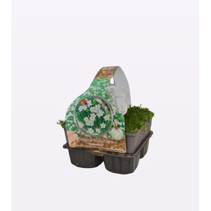 Sagina sub. 'Supreme'