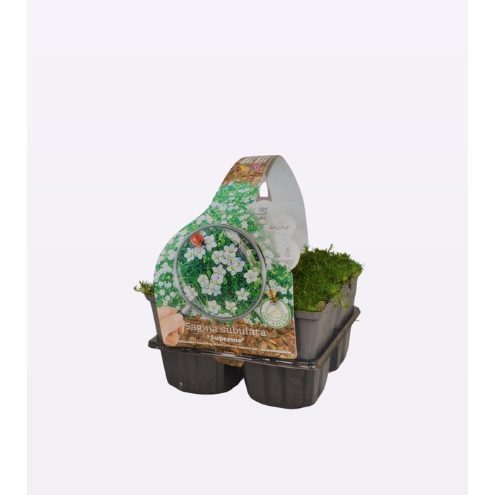 <h4>Sagina sub. 'Supreme'</h4>