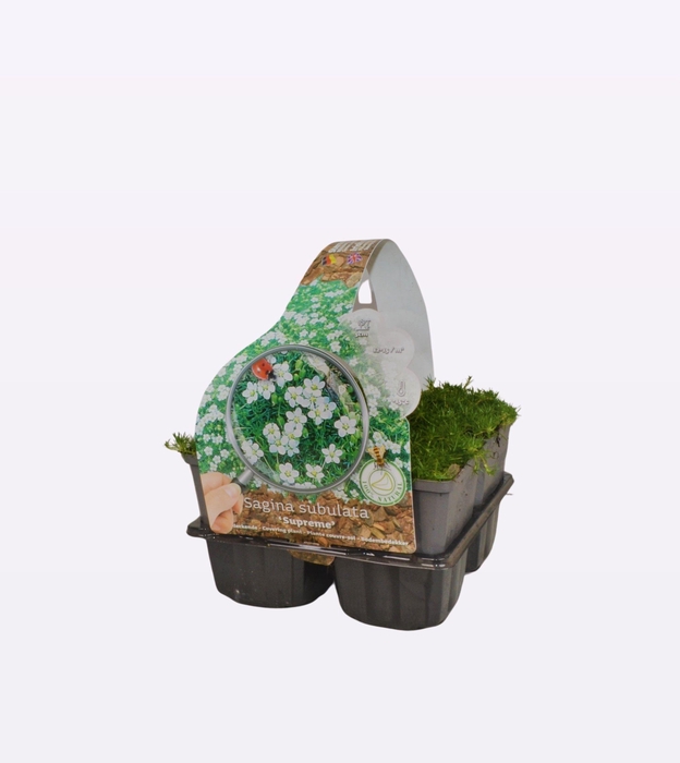 Sagina sub. 'Supreme'