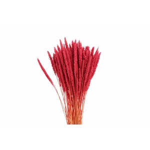 Dried Pinion Grass Pink Bunch