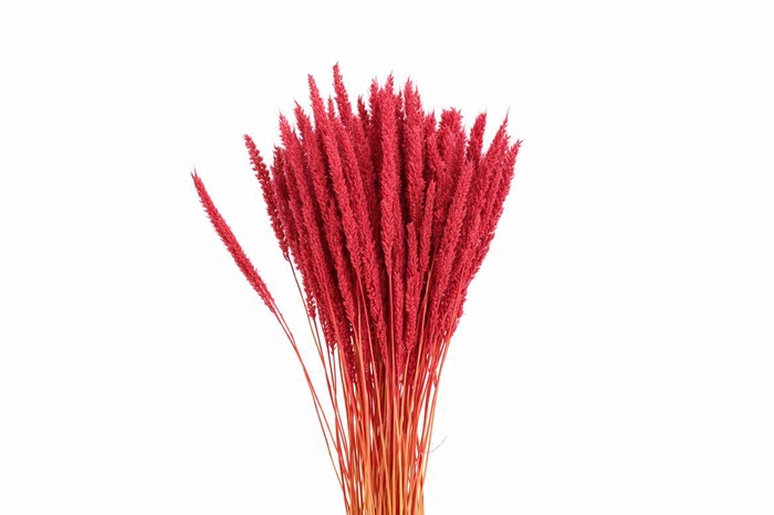<h4>Dried Pinion Grass Pink Bunch</h4>