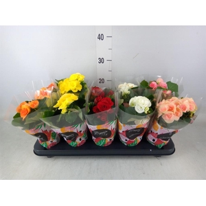 Begonia elat. DU   ...mix