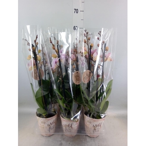 Phalaenopsis   ...