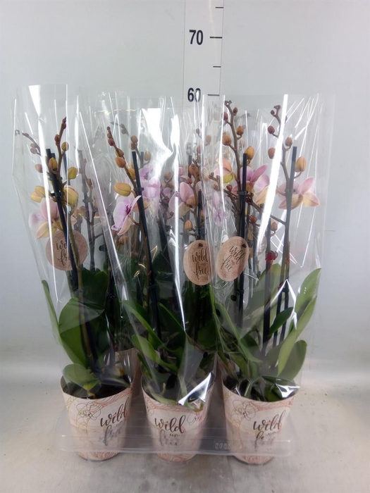 <h4>Phalaenopsis   ...</h4>