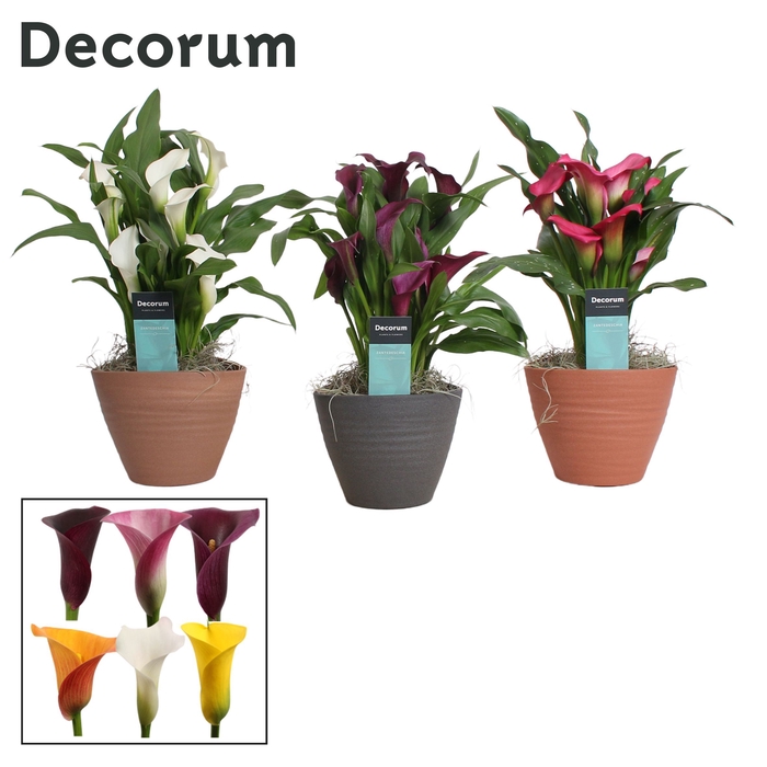 <h4>Zantedeschia Mix in Ompot Kaja (Decorum)</h4>