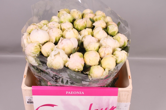 <h4>Paeonia Brother Chuck | Heavy Quality</h4>
