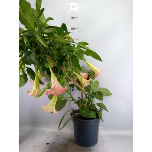 Brugmansia   ...