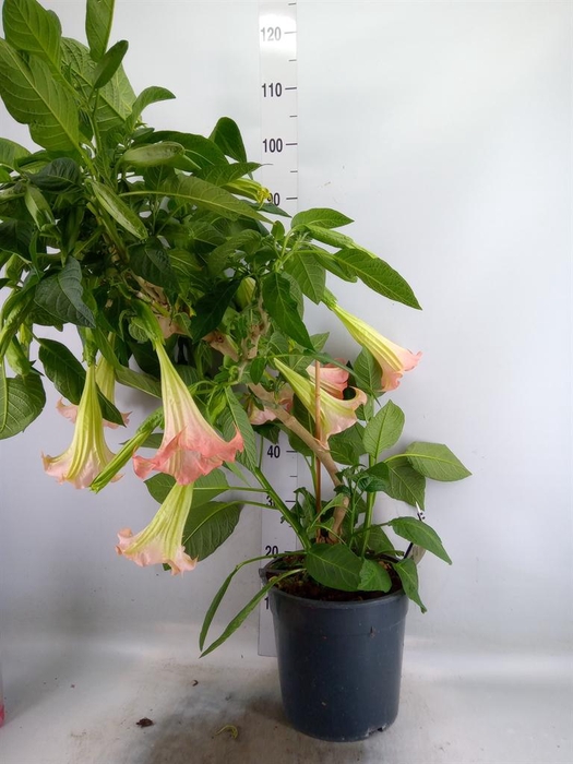 <h4>Brugmansia   ...</h4>