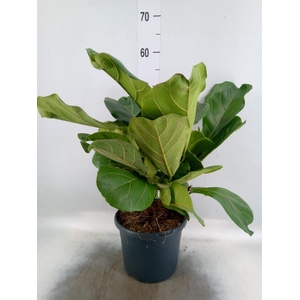 Ficus lyrata