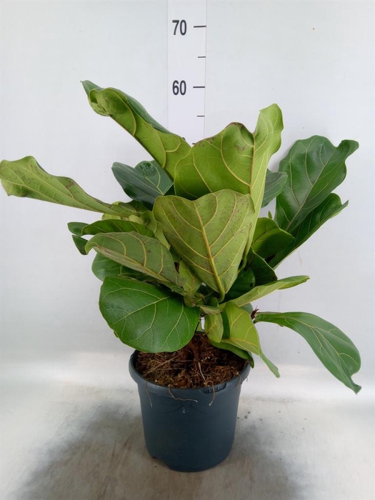 <h4>Ficus lyrata</h4>