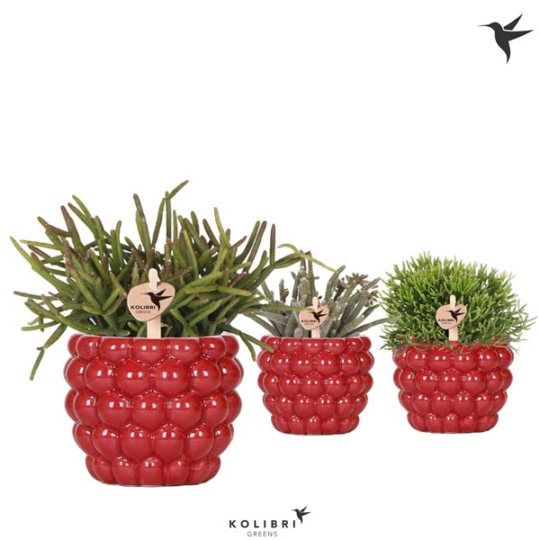 <h4>Kolibri Greens Rhipsalis mix in Berry pot</h4>