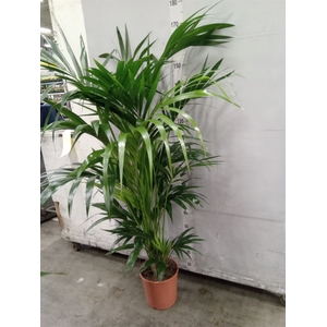Howea forsteriana