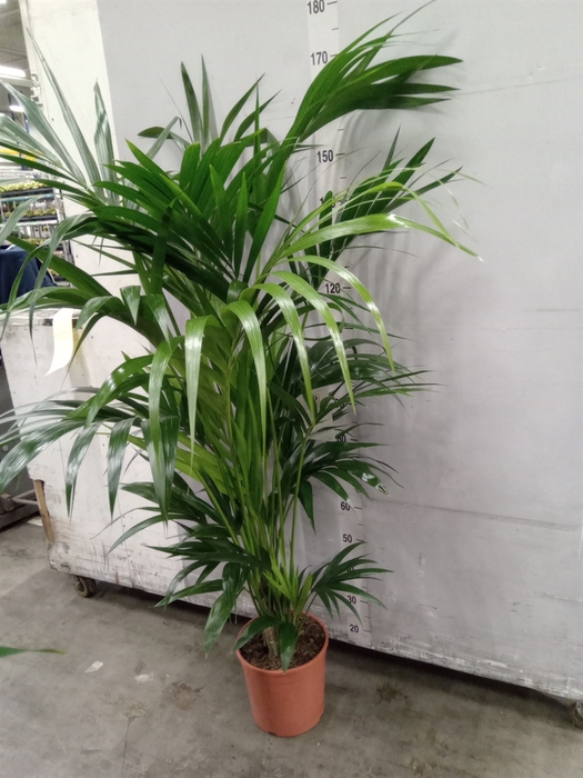 <h4>Howea forsteriana</h4>